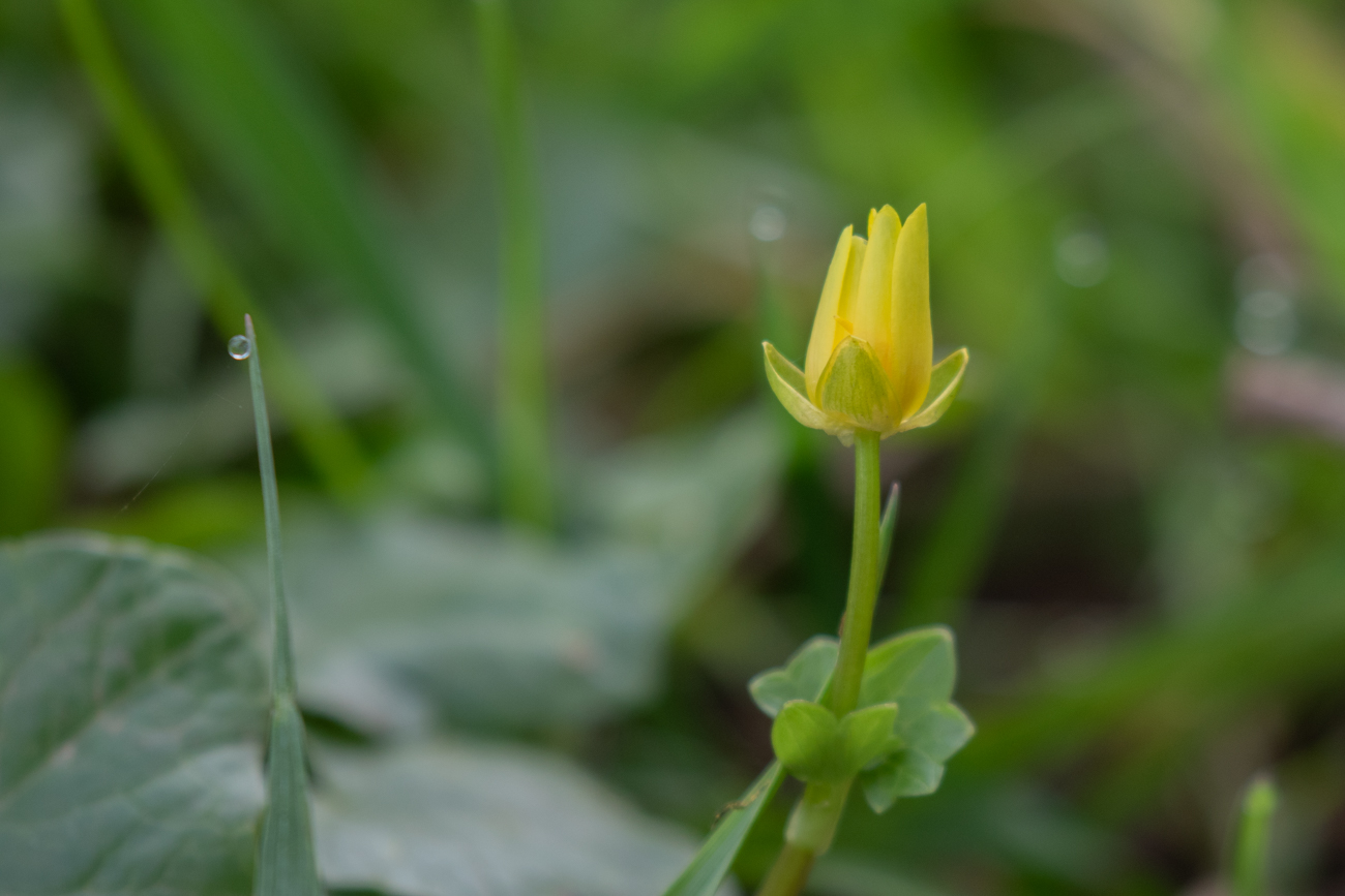 ... sondern ein paar Blüten