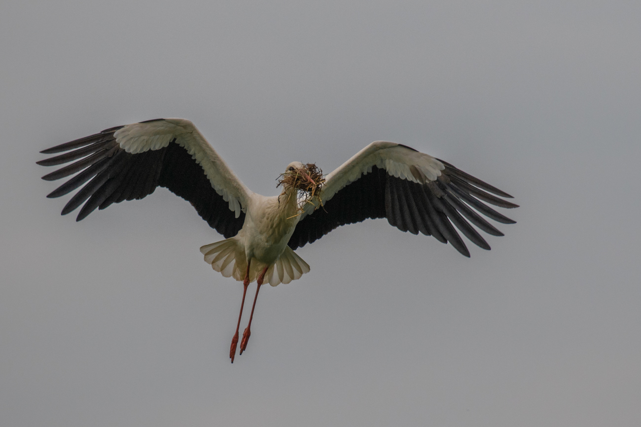 ... diesmal mit weichem Nistmaterial