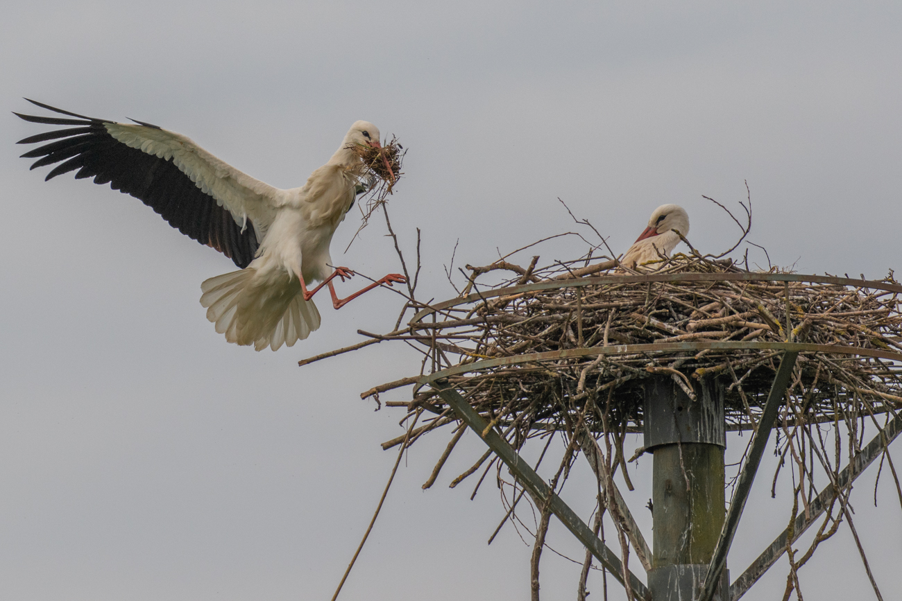 ... und zur Landung ausgestreckten Füßen