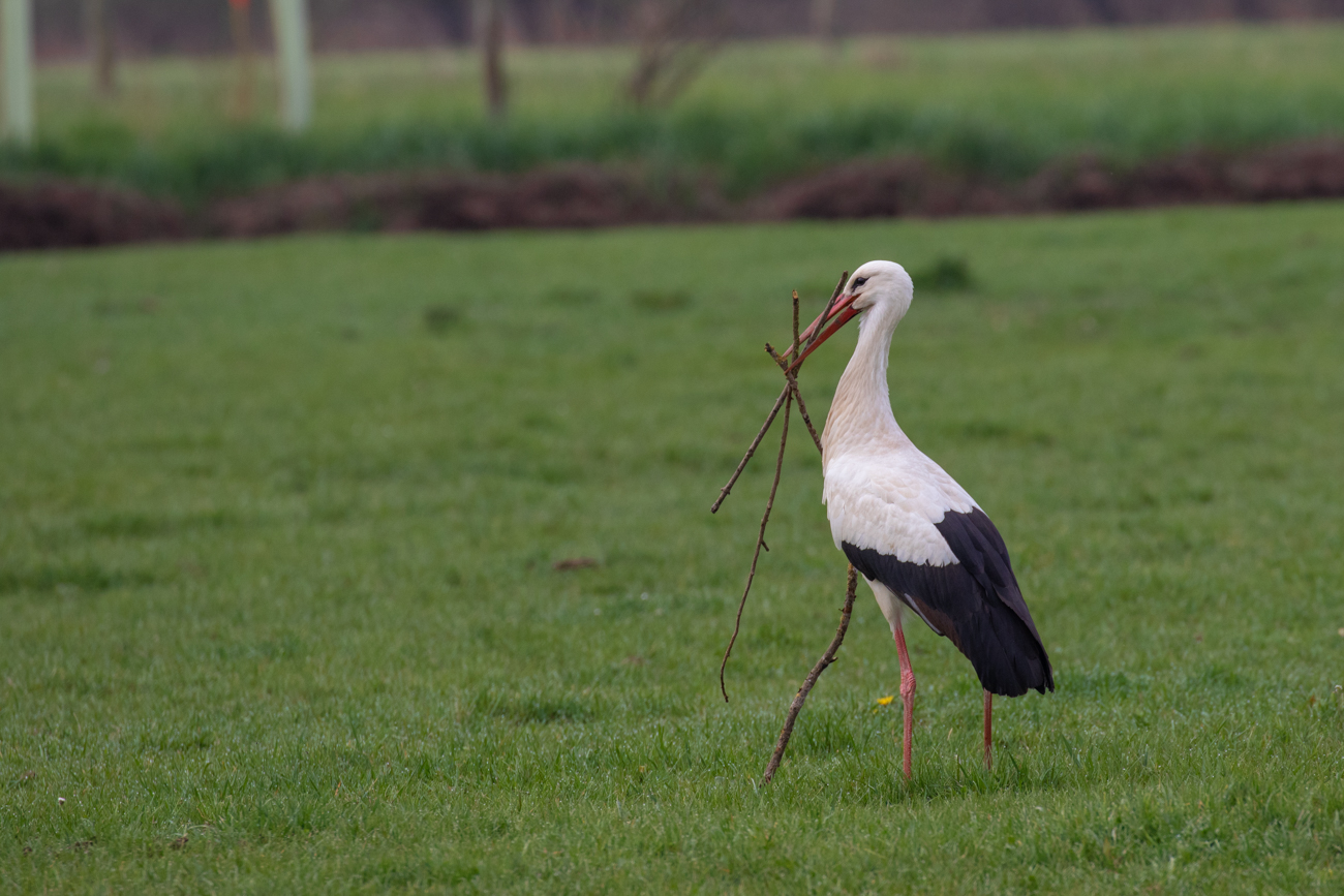 Weiteres Nistmaterial wird gesammelt