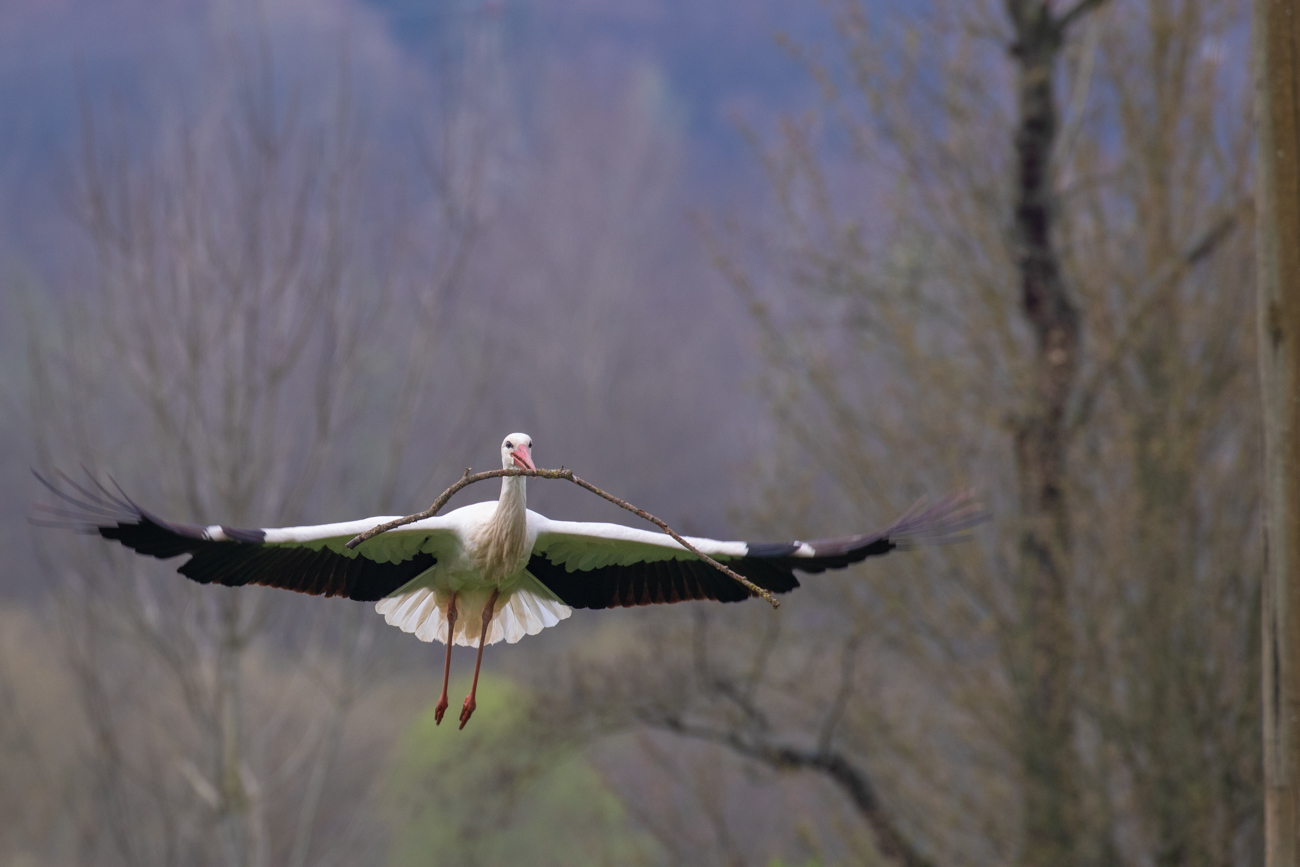 ... und Rückflug zum Nest