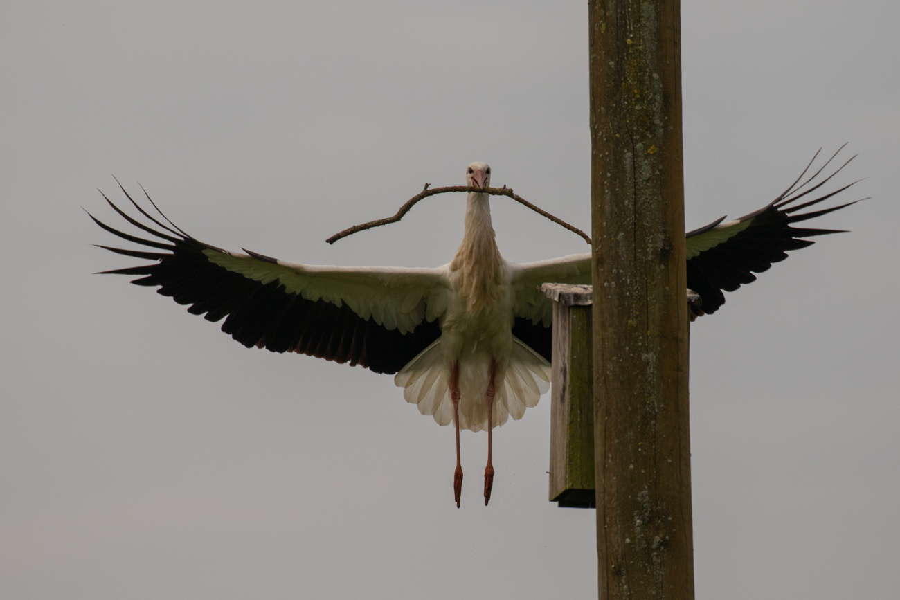 Wohin er wohl fliegt?