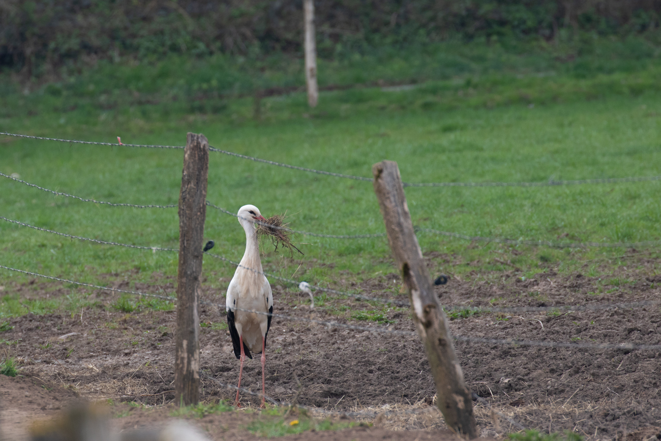 Es wird weiter fleißig Nistmaterial gesammelt ...