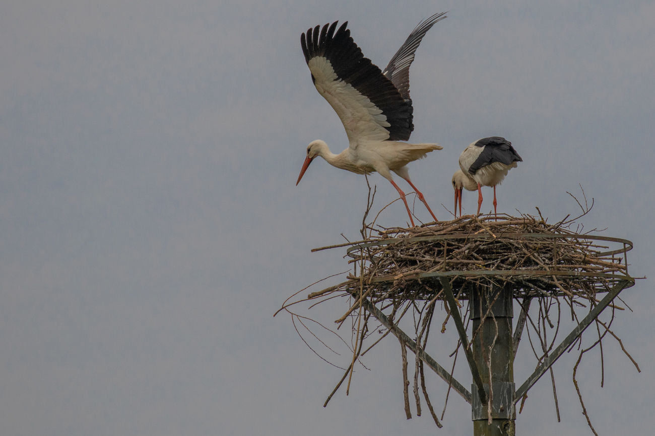Kaum hat der Storch entladen ...