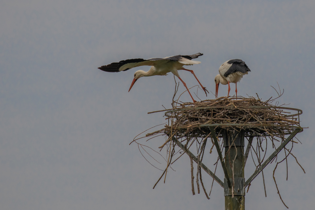 ... startet er schon wieder ...