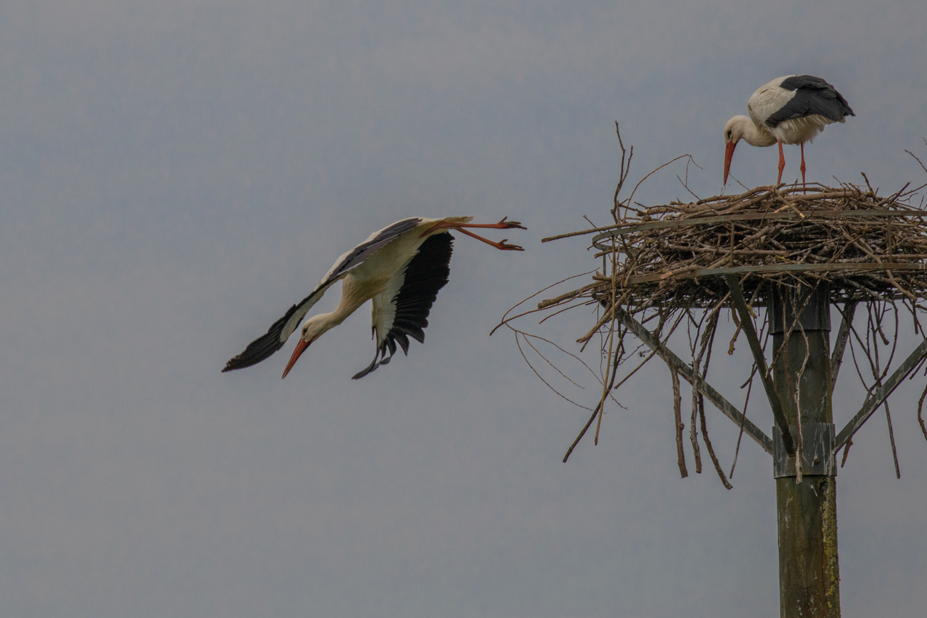 ... und stürzt sich in die Tiefe