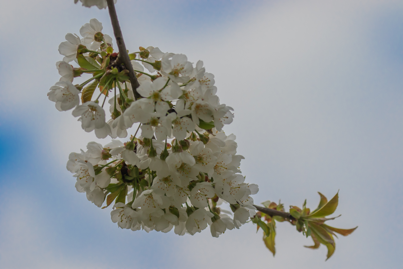 ... und zarte Blüten ...