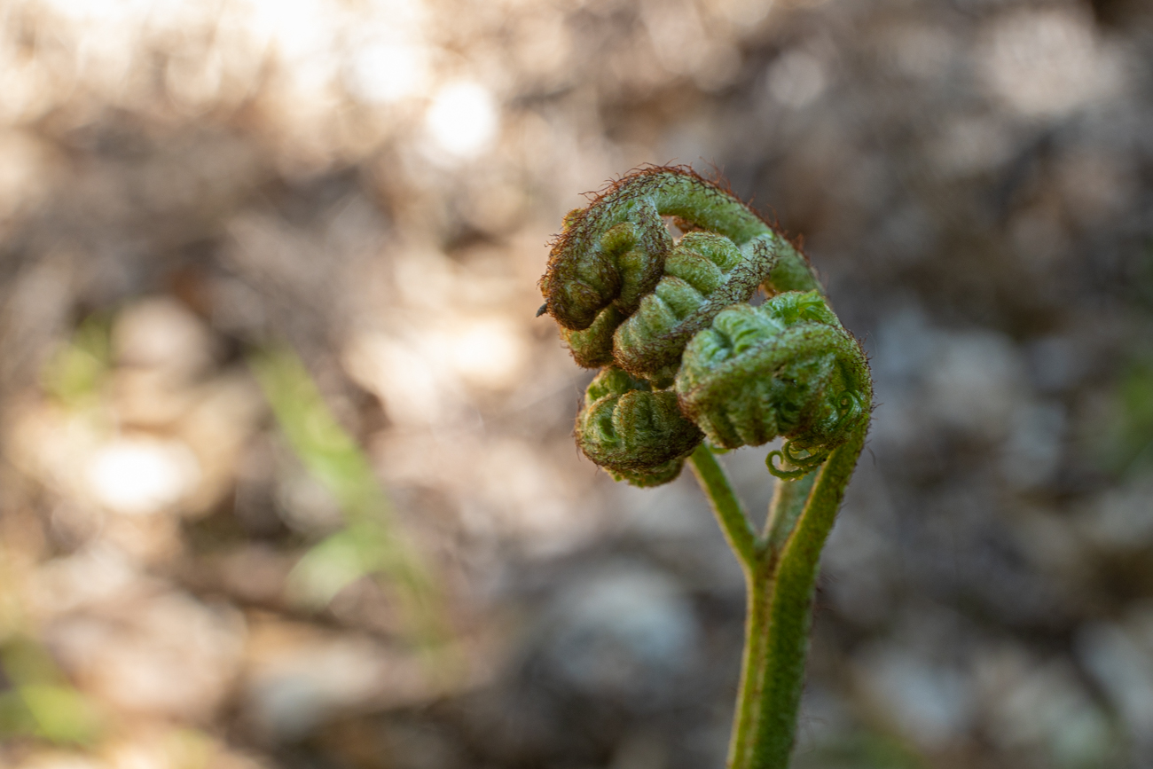 Farnblätter vor dem Öffnen