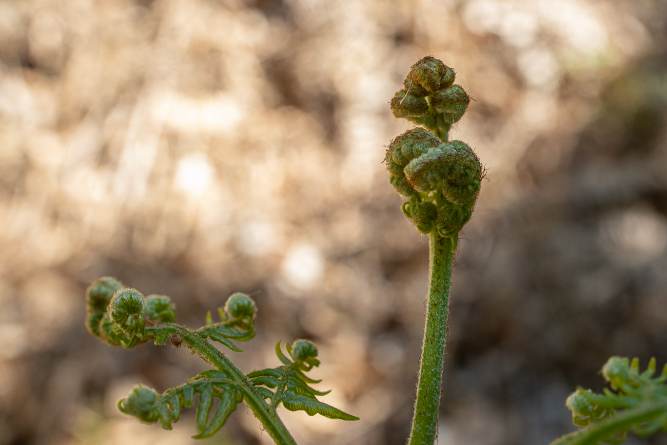 Weitere eingerollte Farnblätter