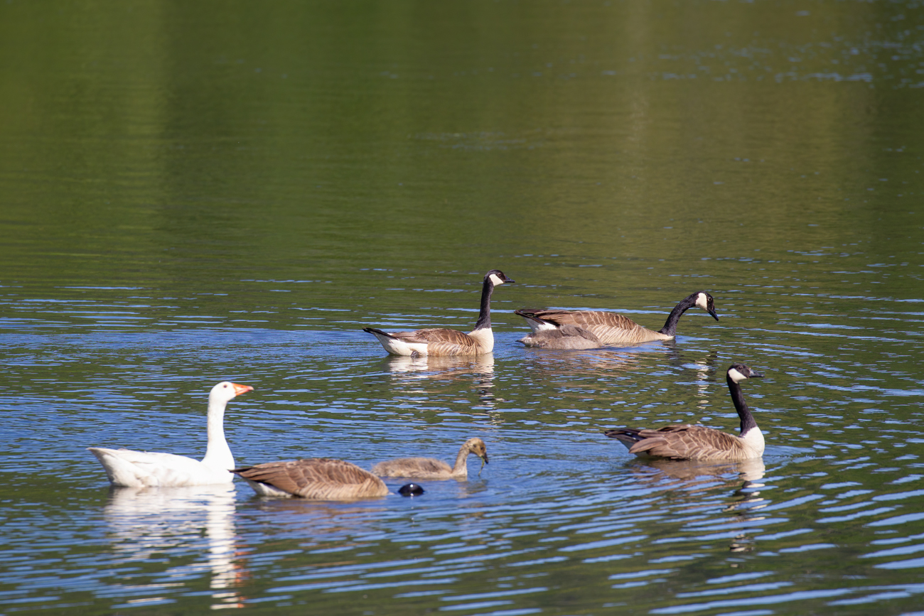 Kanadagänse und eine Hausgans