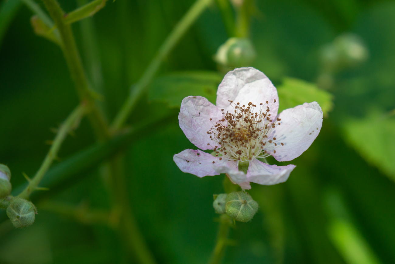 Frühe Brombeere [Rubus praecox Bertol.]