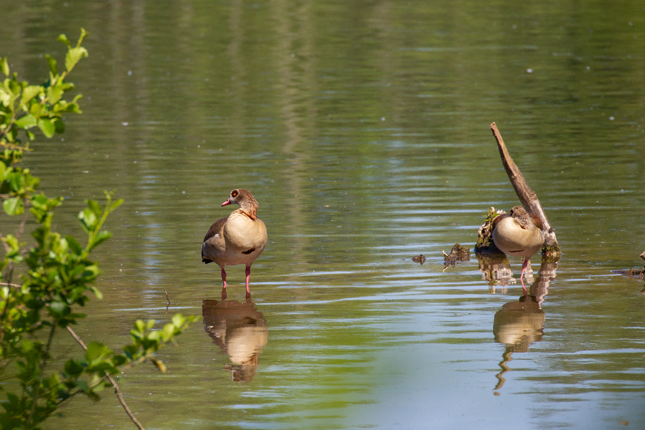 Nilgänse