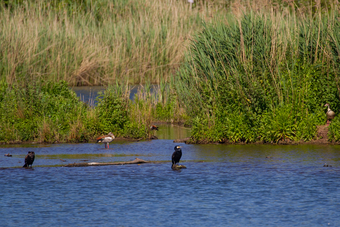Kormorane und Nilgänse