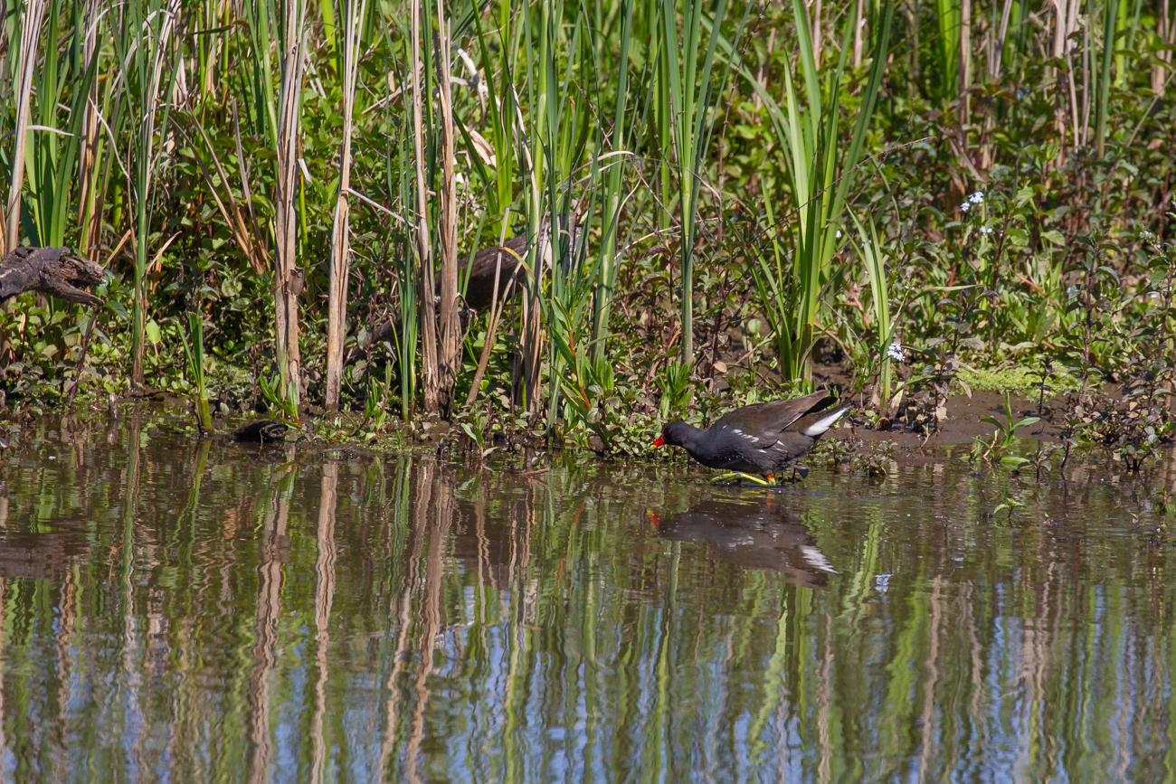 Grünfüßiges Teichhuhn (Teichralle)
