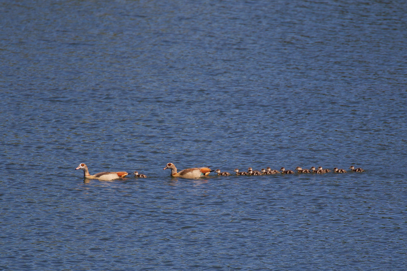 Nilgänse mit 14-köpfigen Nachwuchs