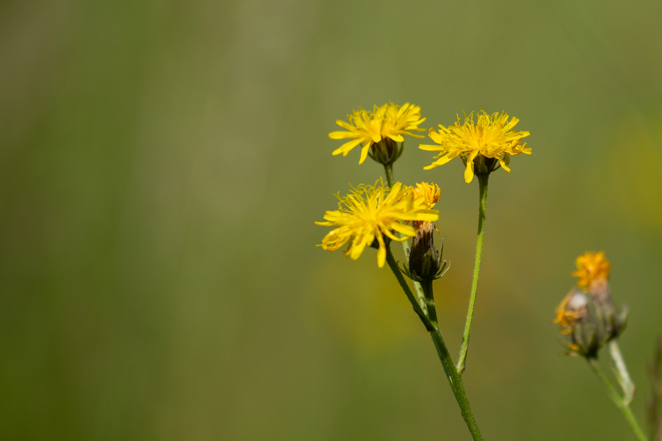 Doldiges Habichtskraut [Hieracium umbellatum]