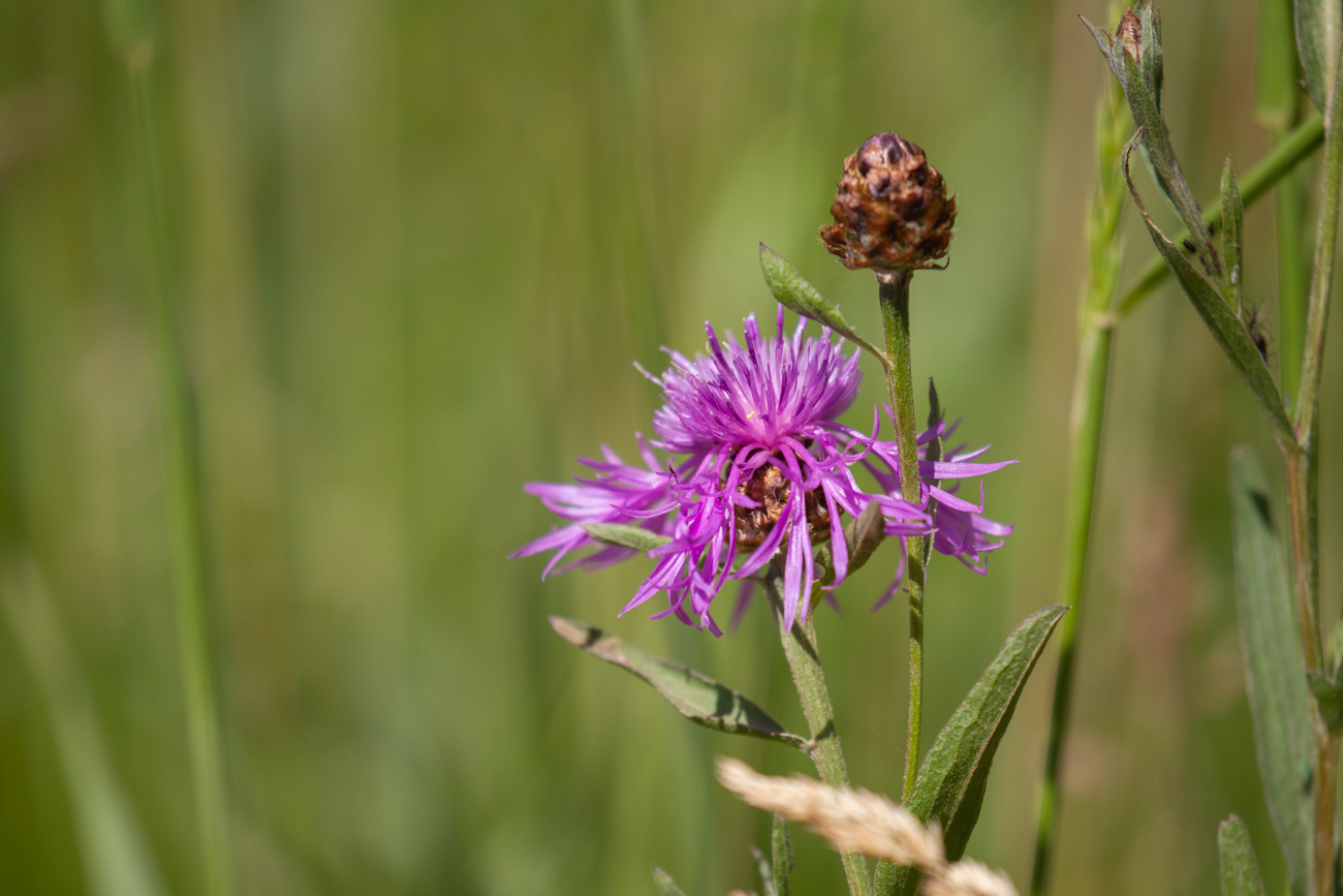 Wiesen-Flockenblume [Centaurea jacea]