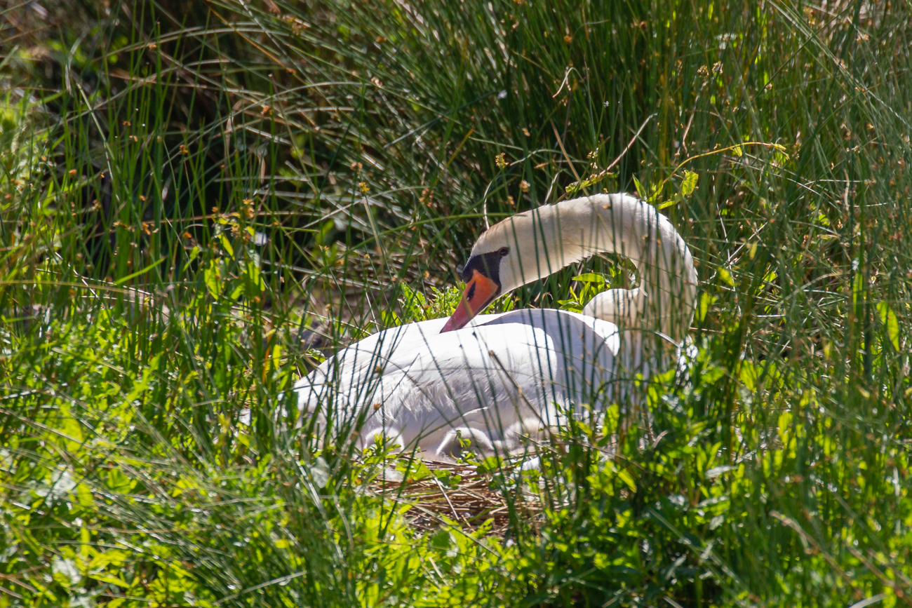 Höckerschwan mit Nachwuchs
