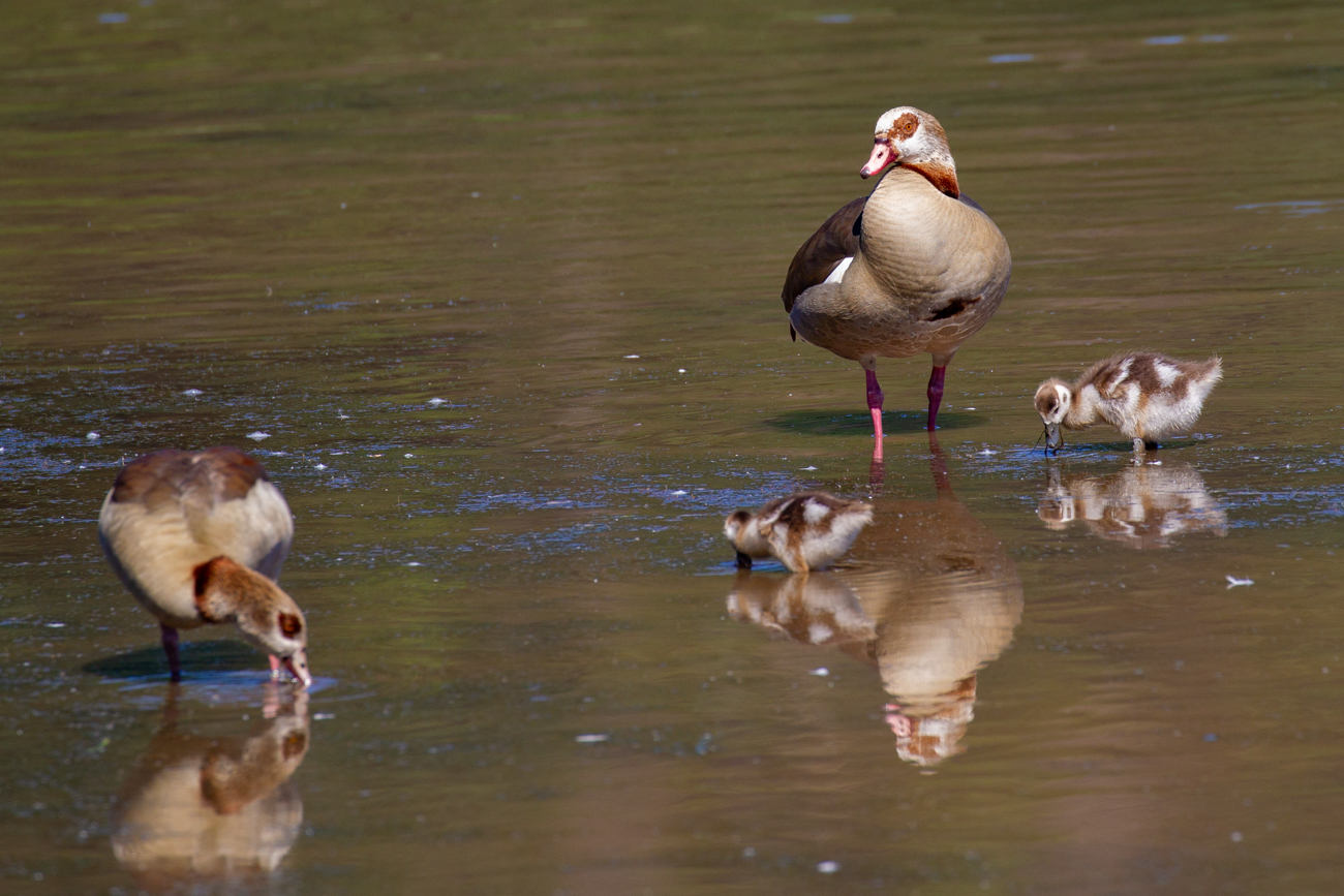 Nilgänse mit Nachwuchs