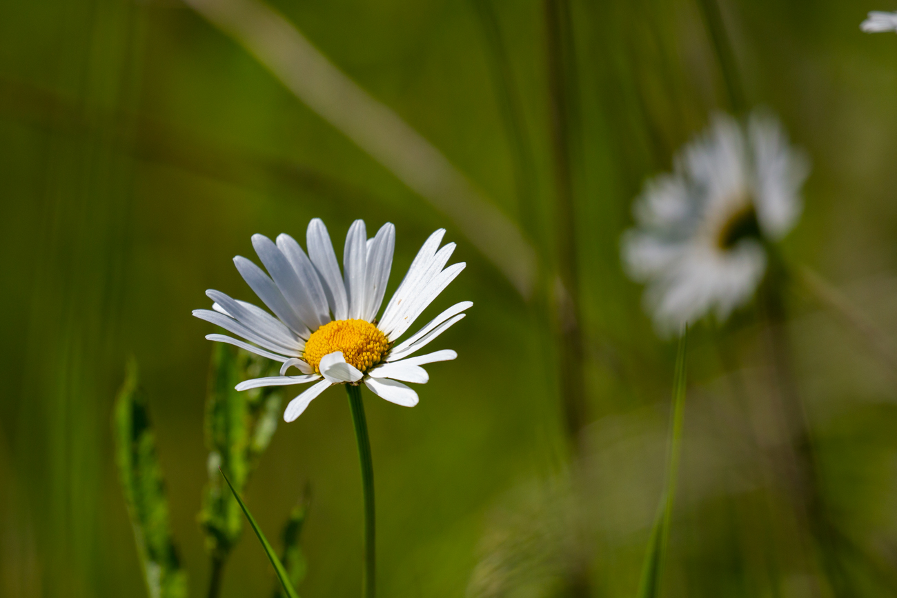 Magerwiesen-Margerite [Leucanthemum vulgare]