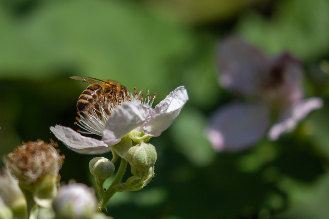 Biene beim Bestäuben einer Brombeere
