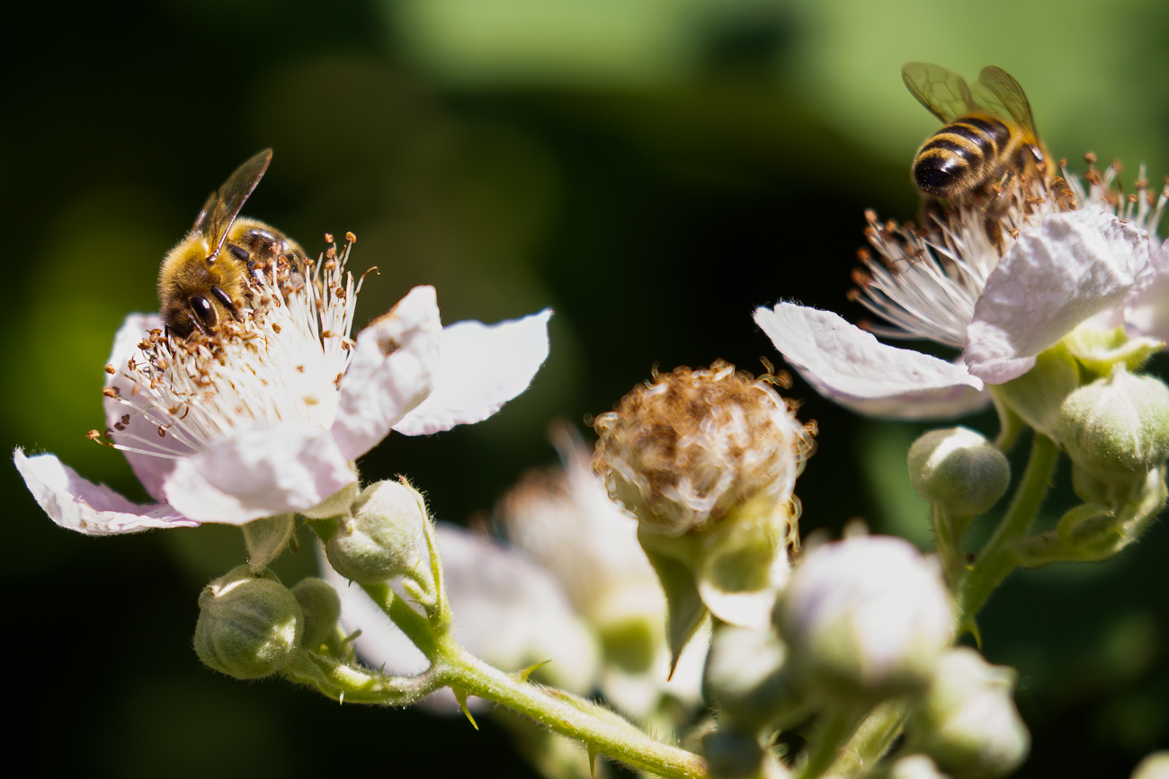 Bienen beim Bestäuben von Brombeerblüten