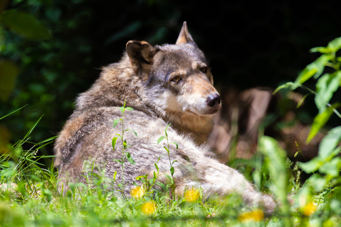 In der Mittagszeit sind die Wölfe ...