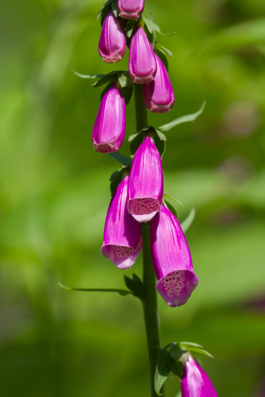 Roter Fingerhut [Digitalis purpurea]