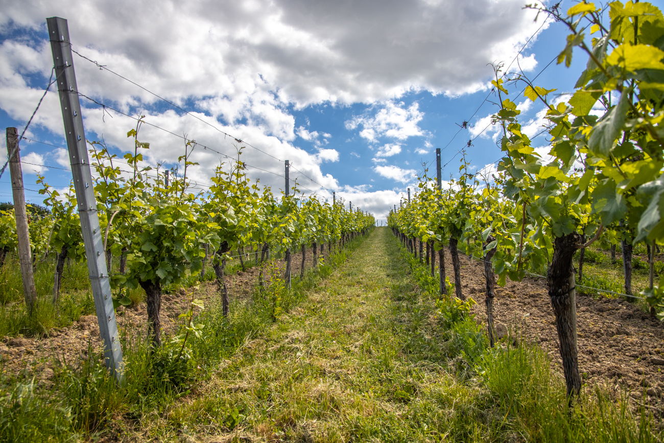 Zunächst geht es durch Weinberge