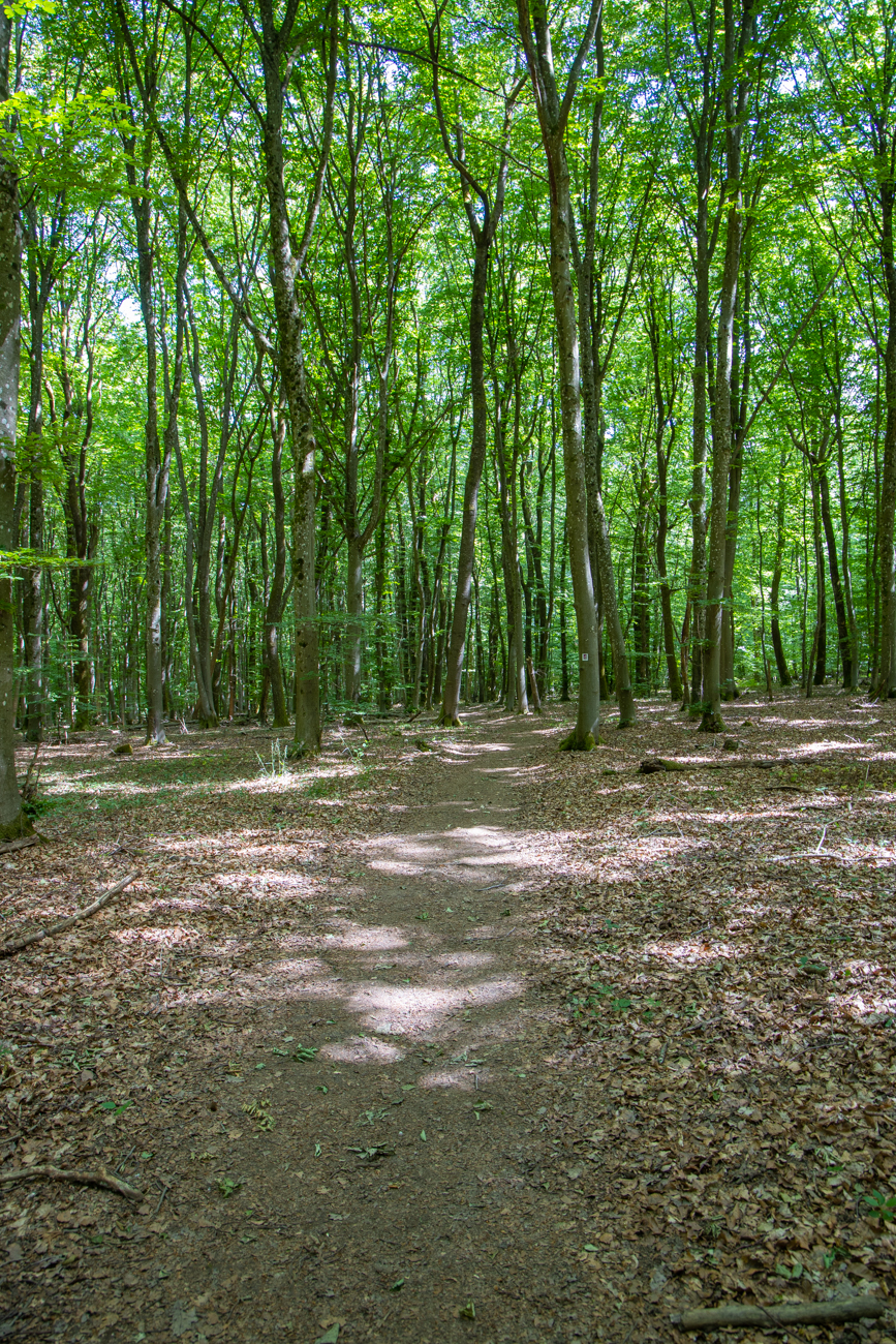 Weg durch den lichten Wald