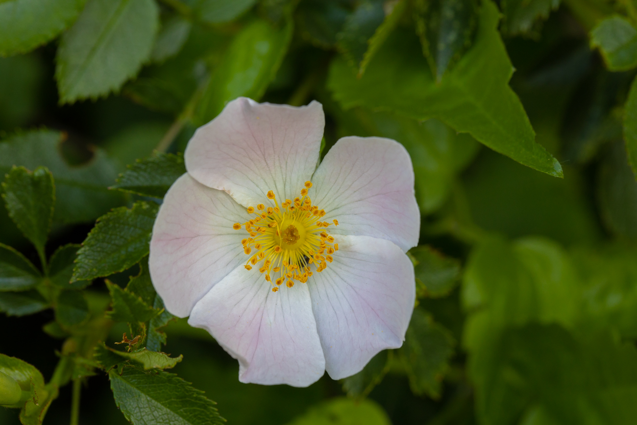 Hecken-Rose Rosa corymbifera