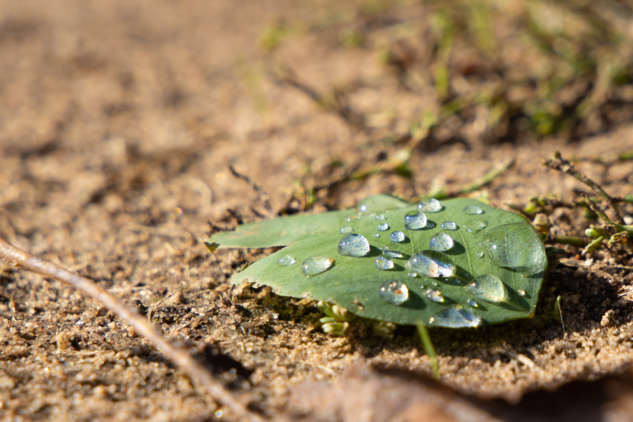 Wassertropfen auf einem Blatt