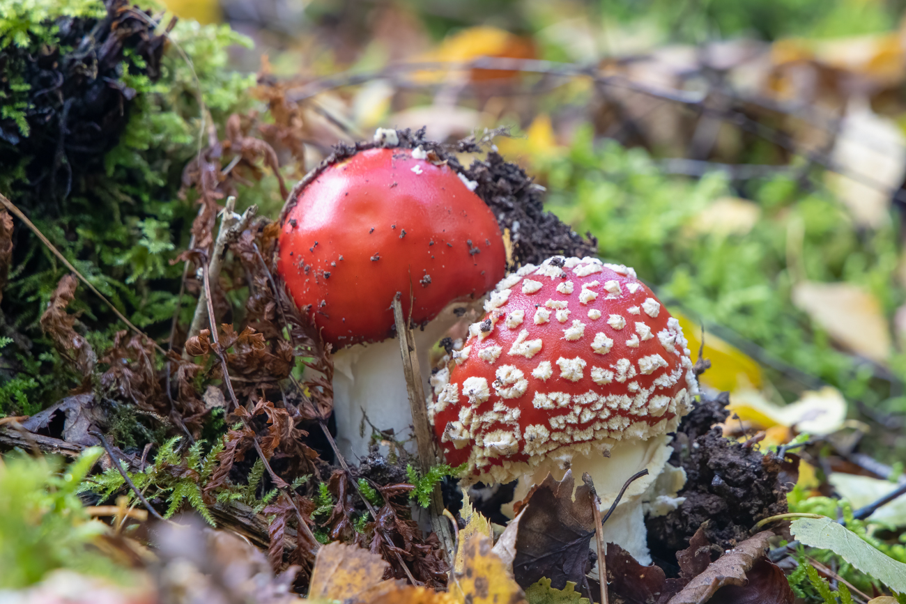 Frisch geschlüpft ;-)