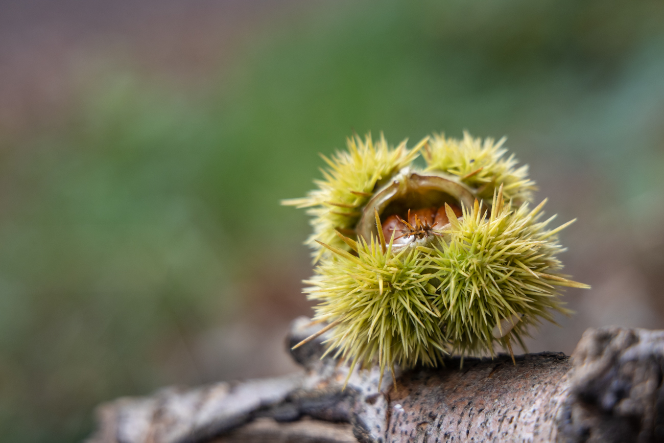 Maronen im Stachelmantel