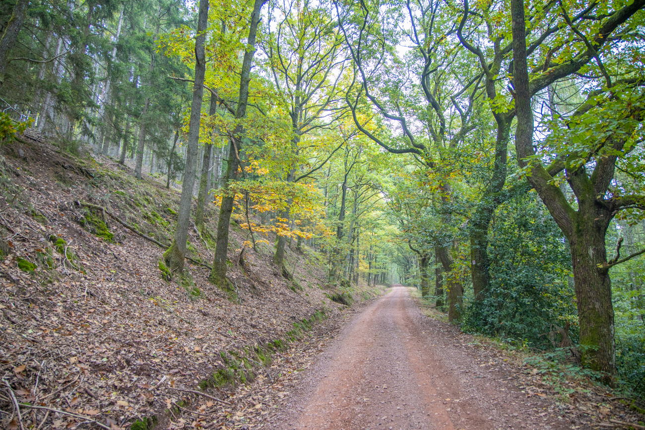 Am Beginn ist der Weg noch breit ...