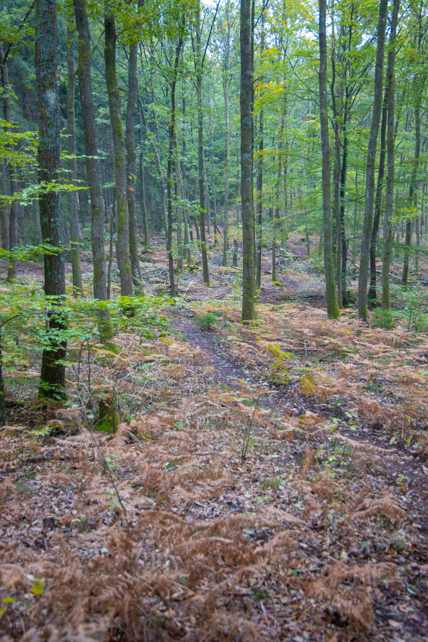 ... er wird aber schon bald schmaler