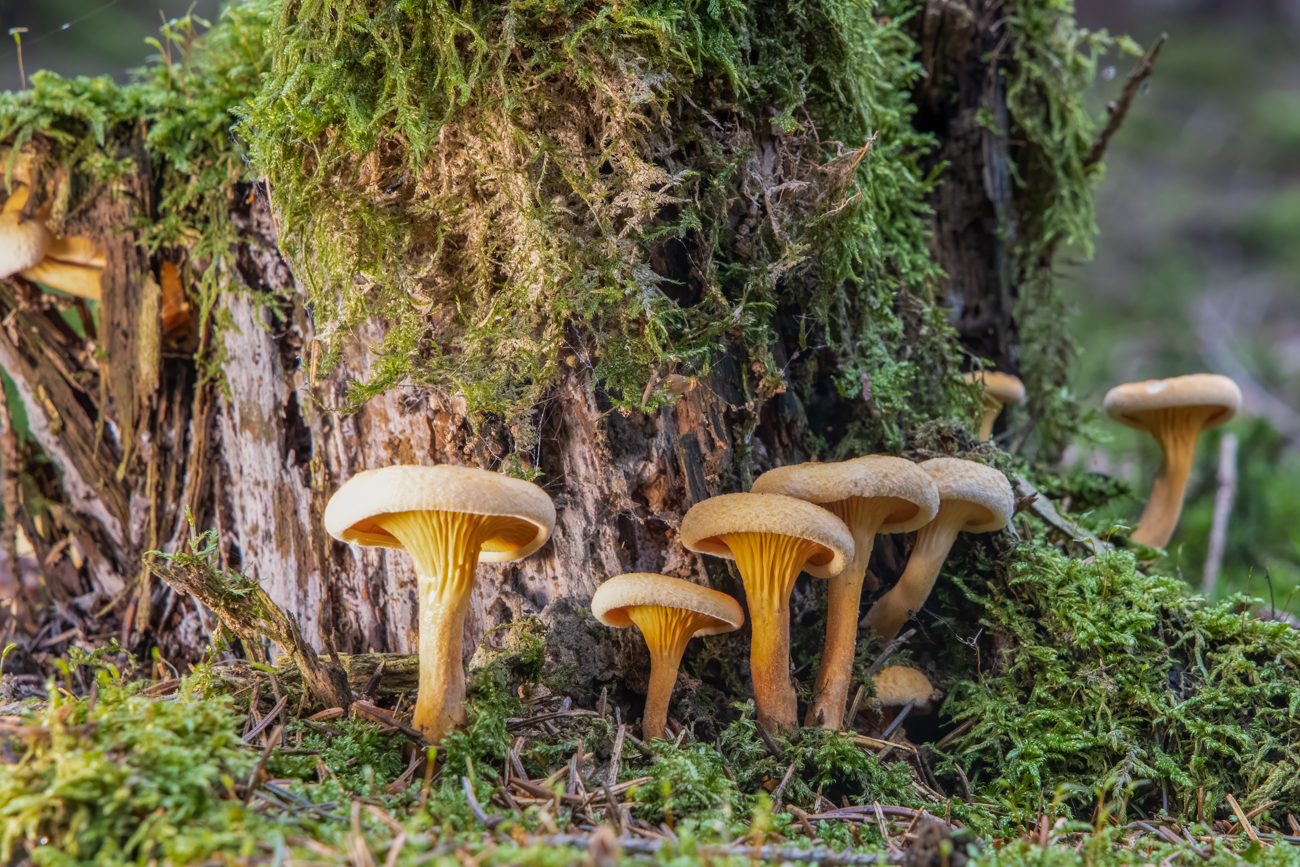 ... finden sich wieder einige Pilze