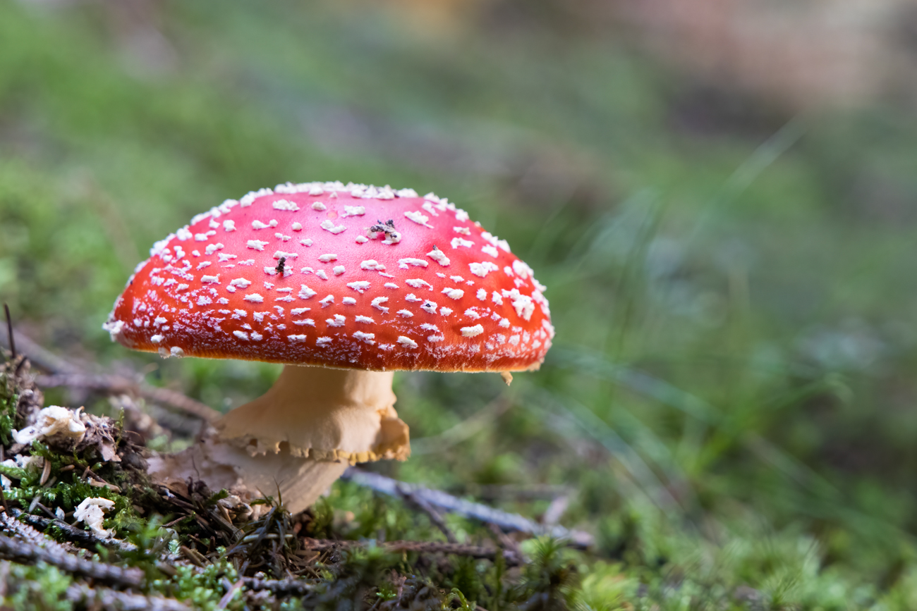 Die Fliegenpilze stechen ...