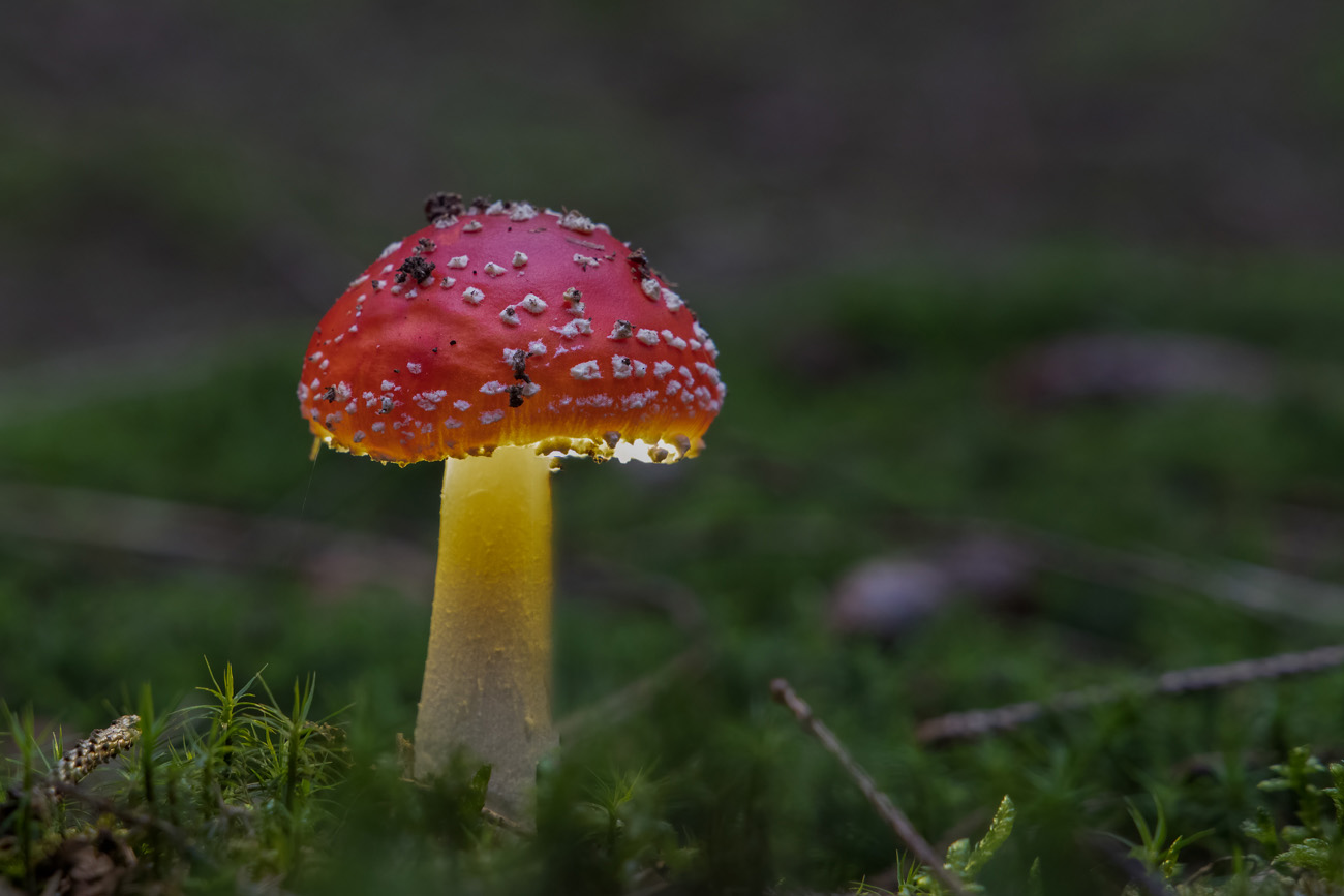 ... aus der braun-grünen Färbung des Waldbodens hervor