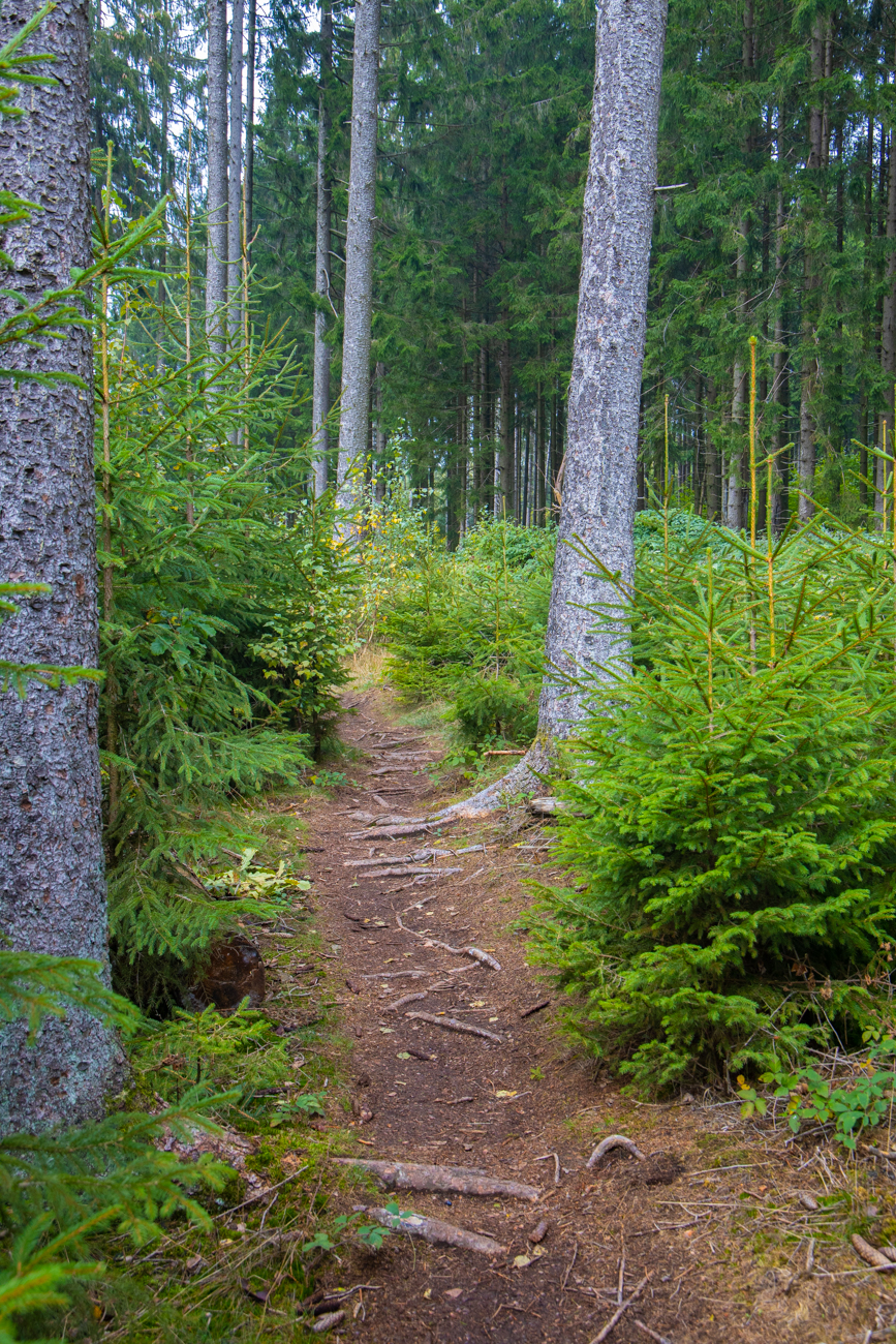 Pfad durch junge Nadelbäume
