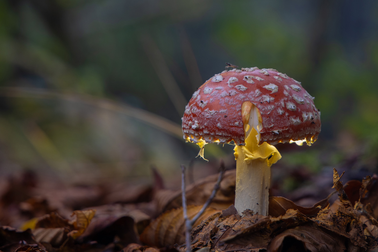 Noch ein schöner Fliegenpilz ...