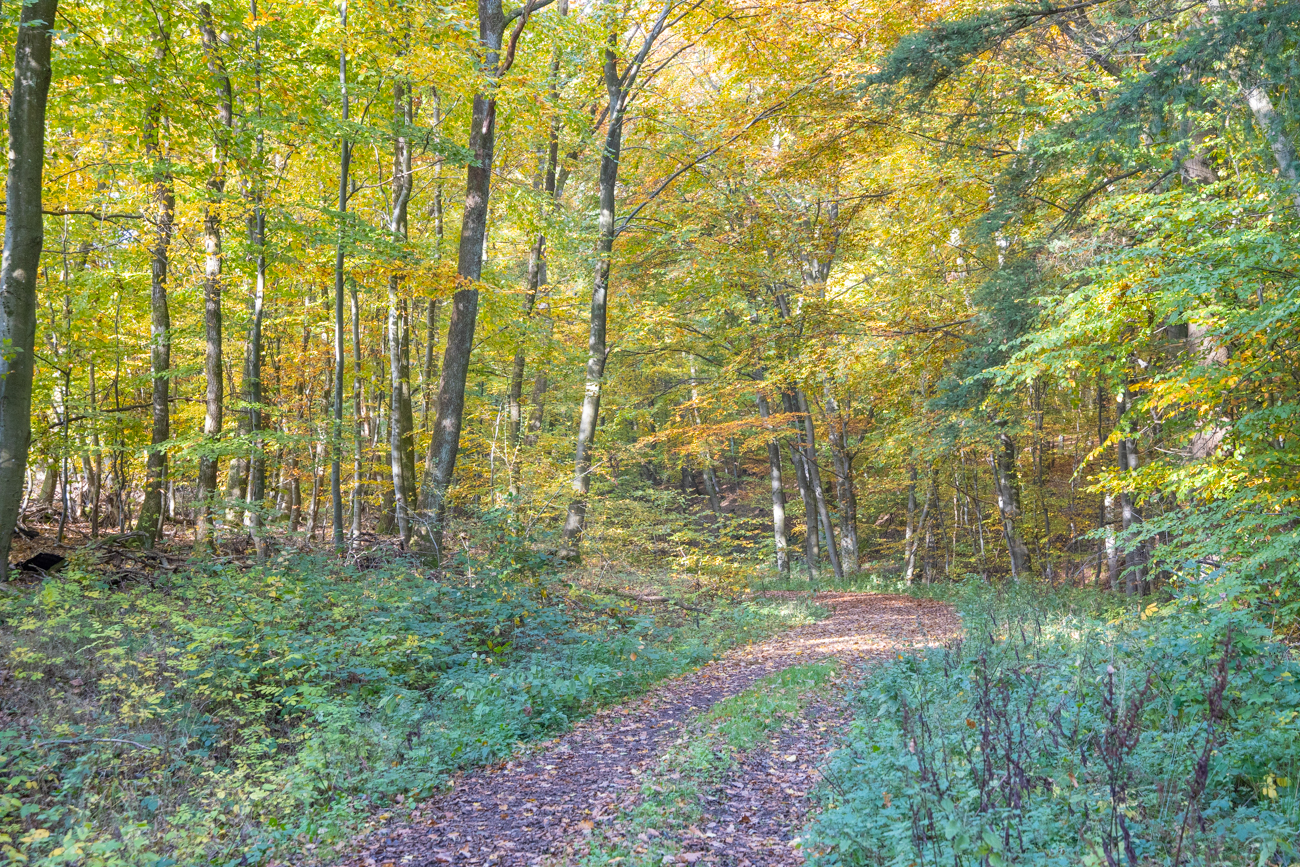 Noch leuchtet dioe Sonne durch das Blätterdach
