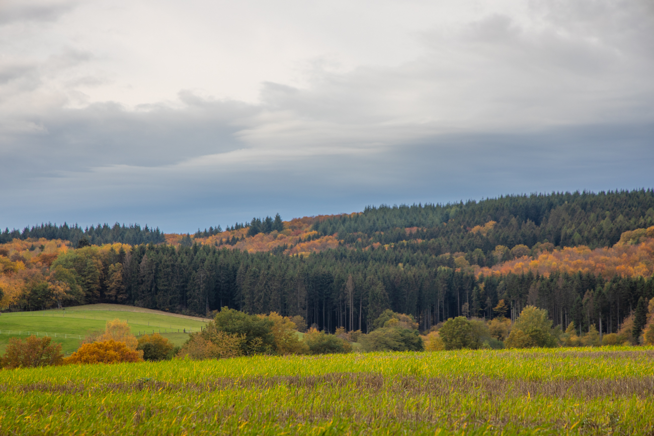 Herbstwald