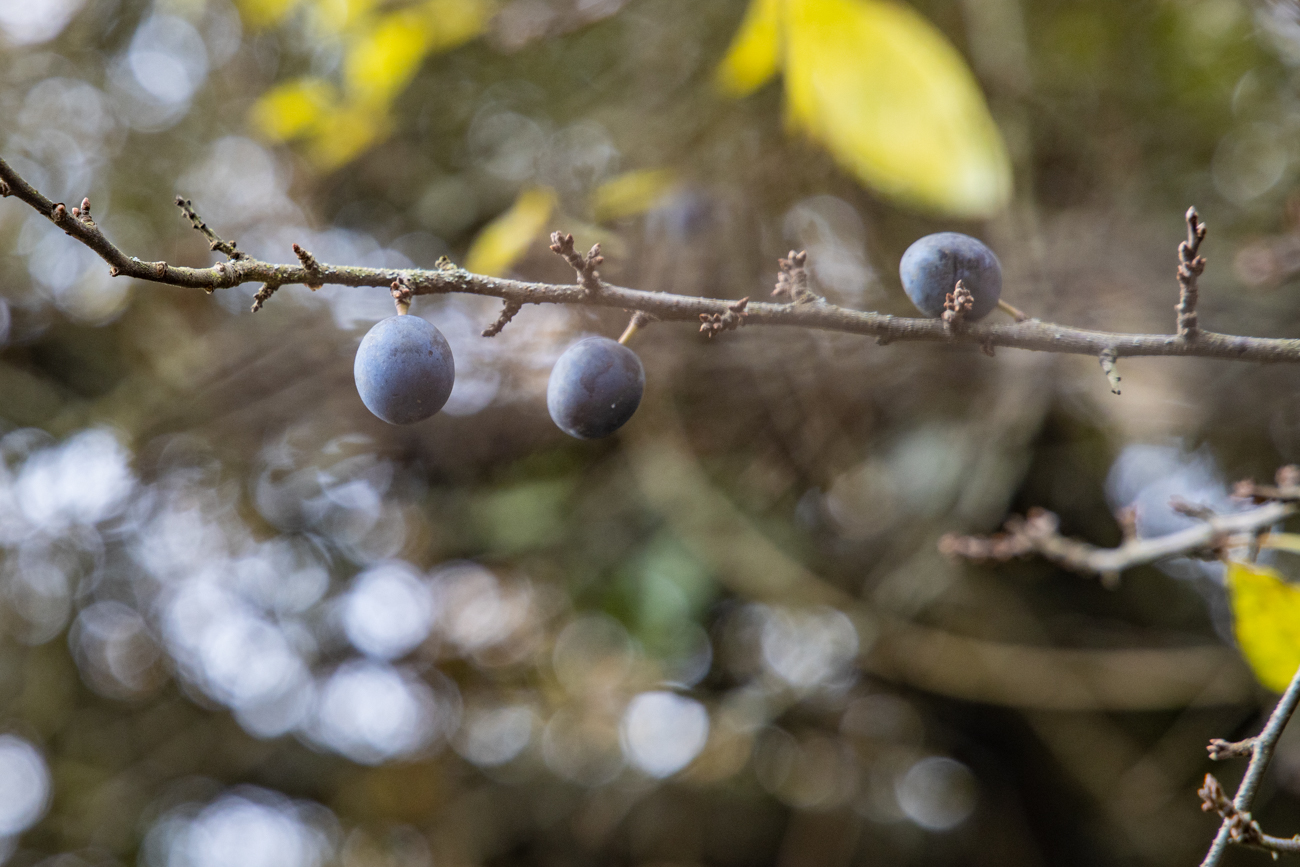 Schlehenbeeren