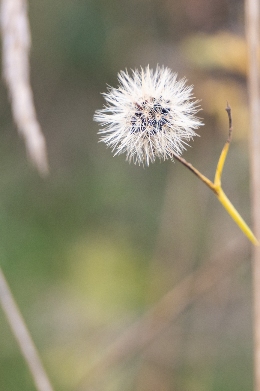 Noch gibt es Samenträger