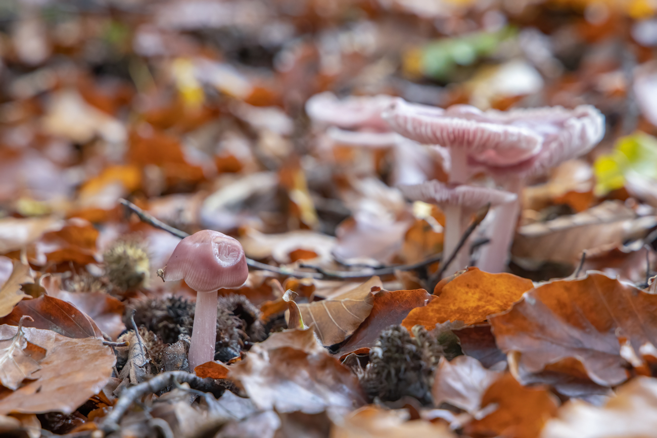 Die rosigen Pilze sind im Laub kaum zu erkennen