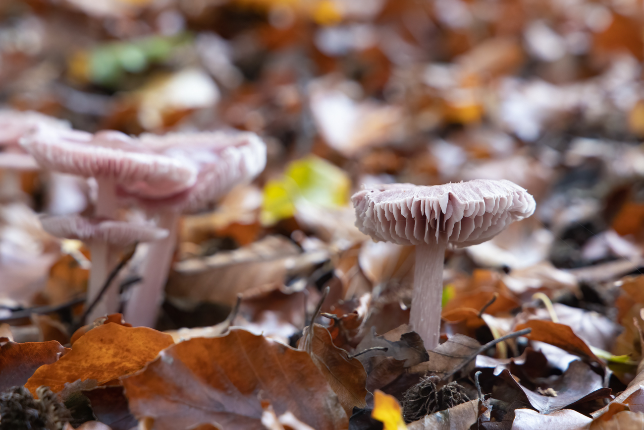 Diese sind schon etwas größer