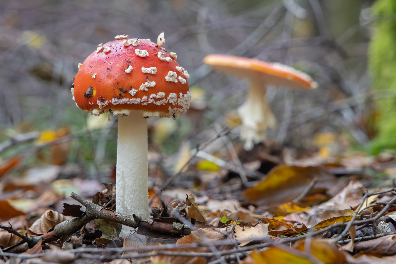 Fliegenpilz ohne Schnecke