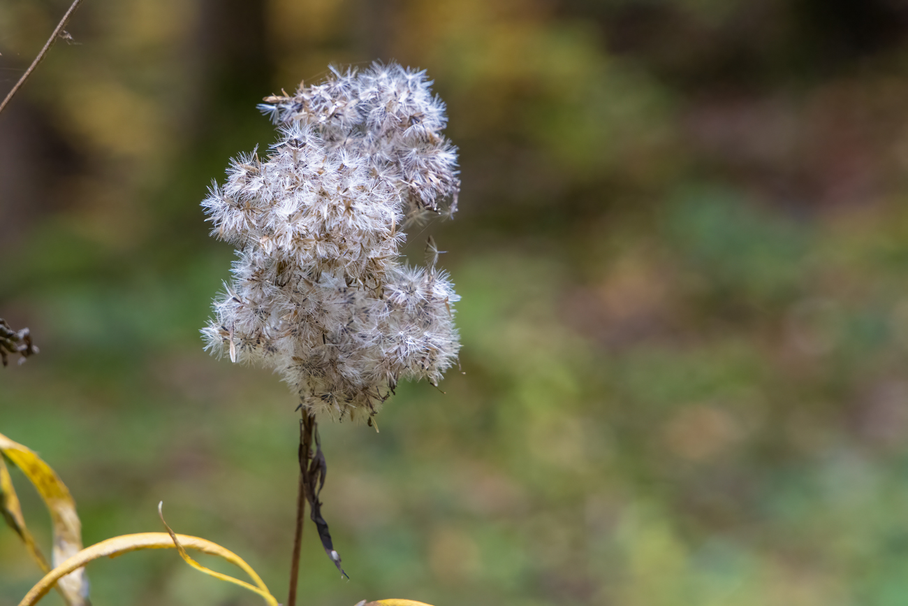 Ob diese Samen noch keimen?