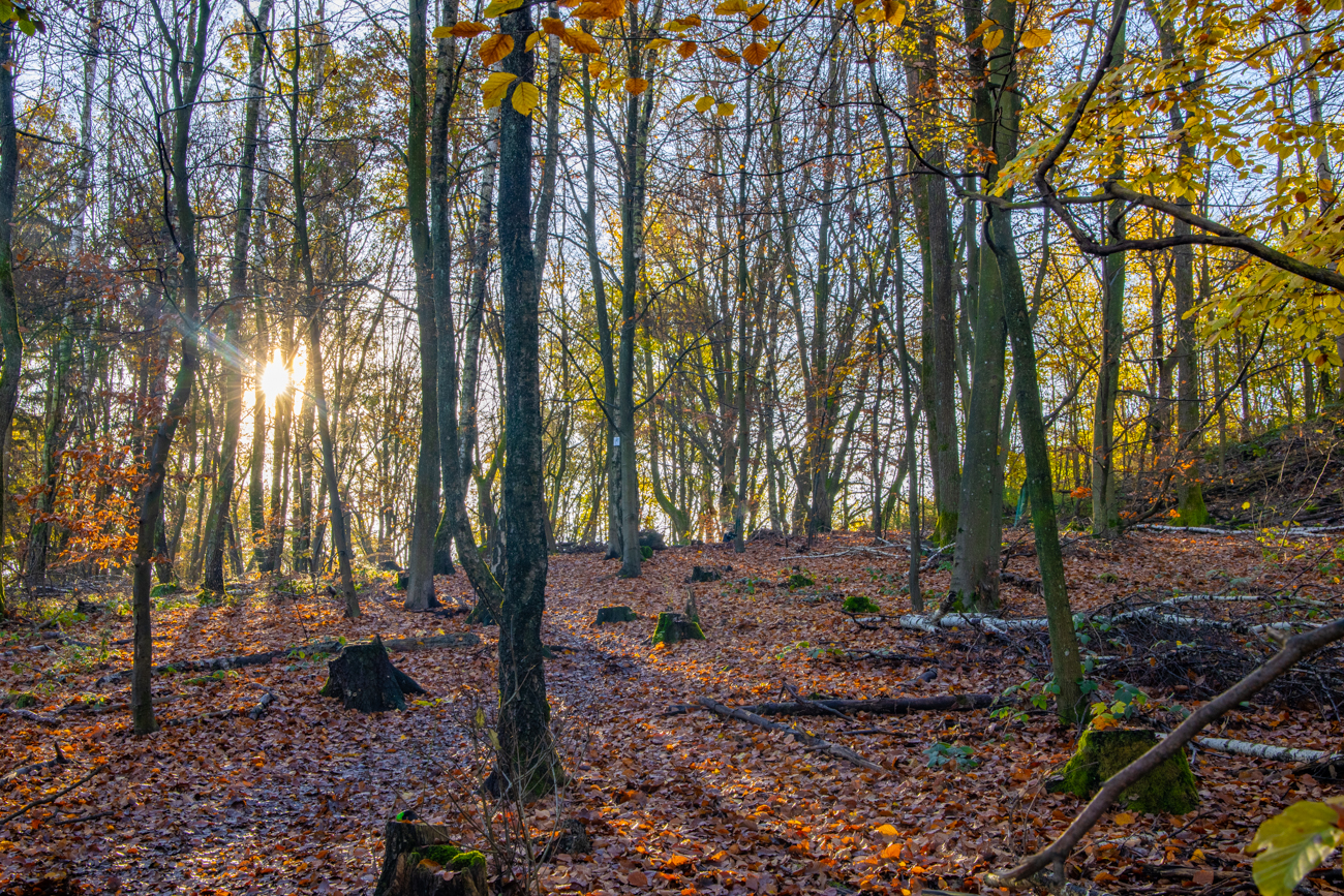 Sonnenstrahlen im Herbstwald